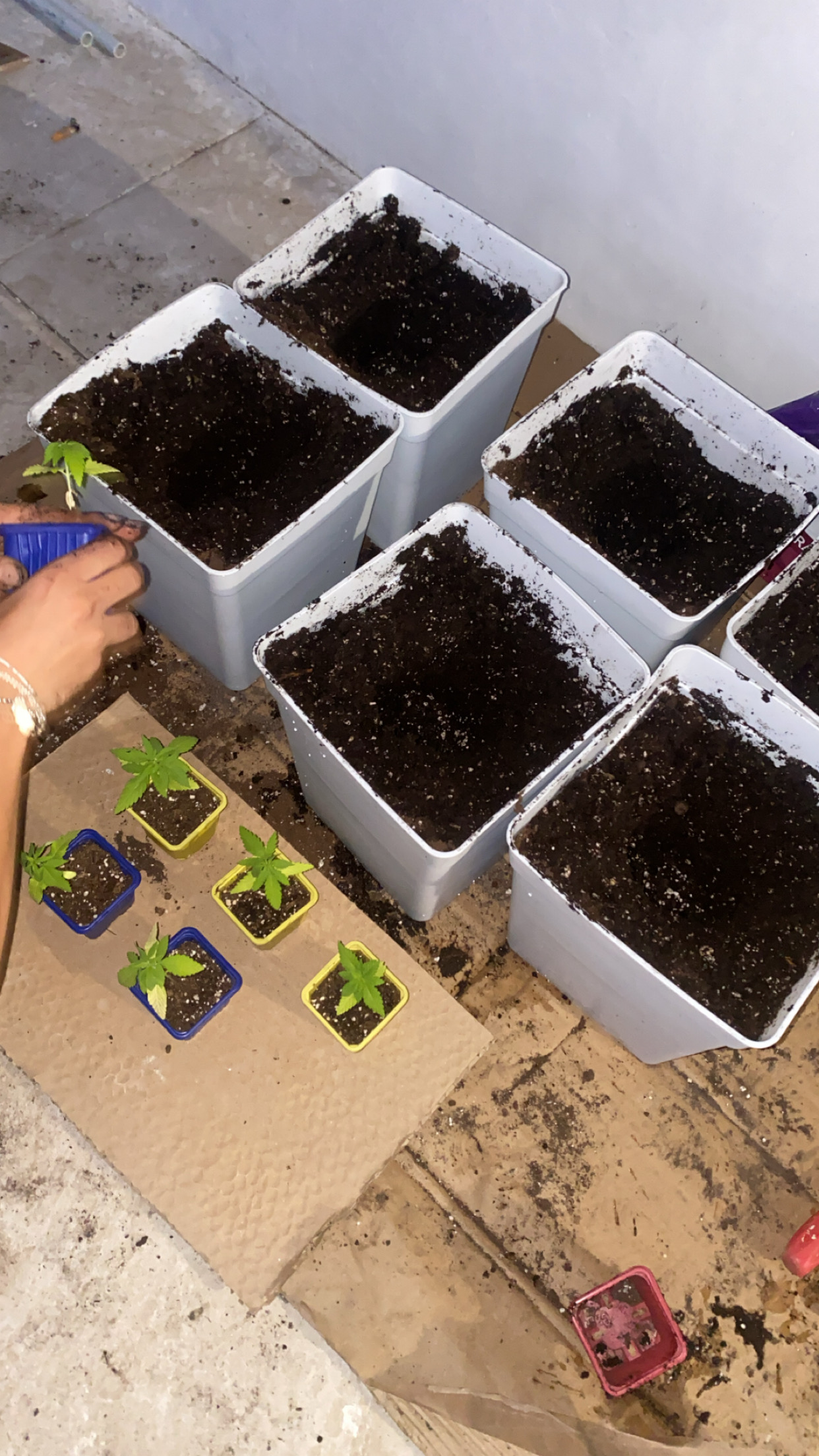 Outdoor Transplant 1