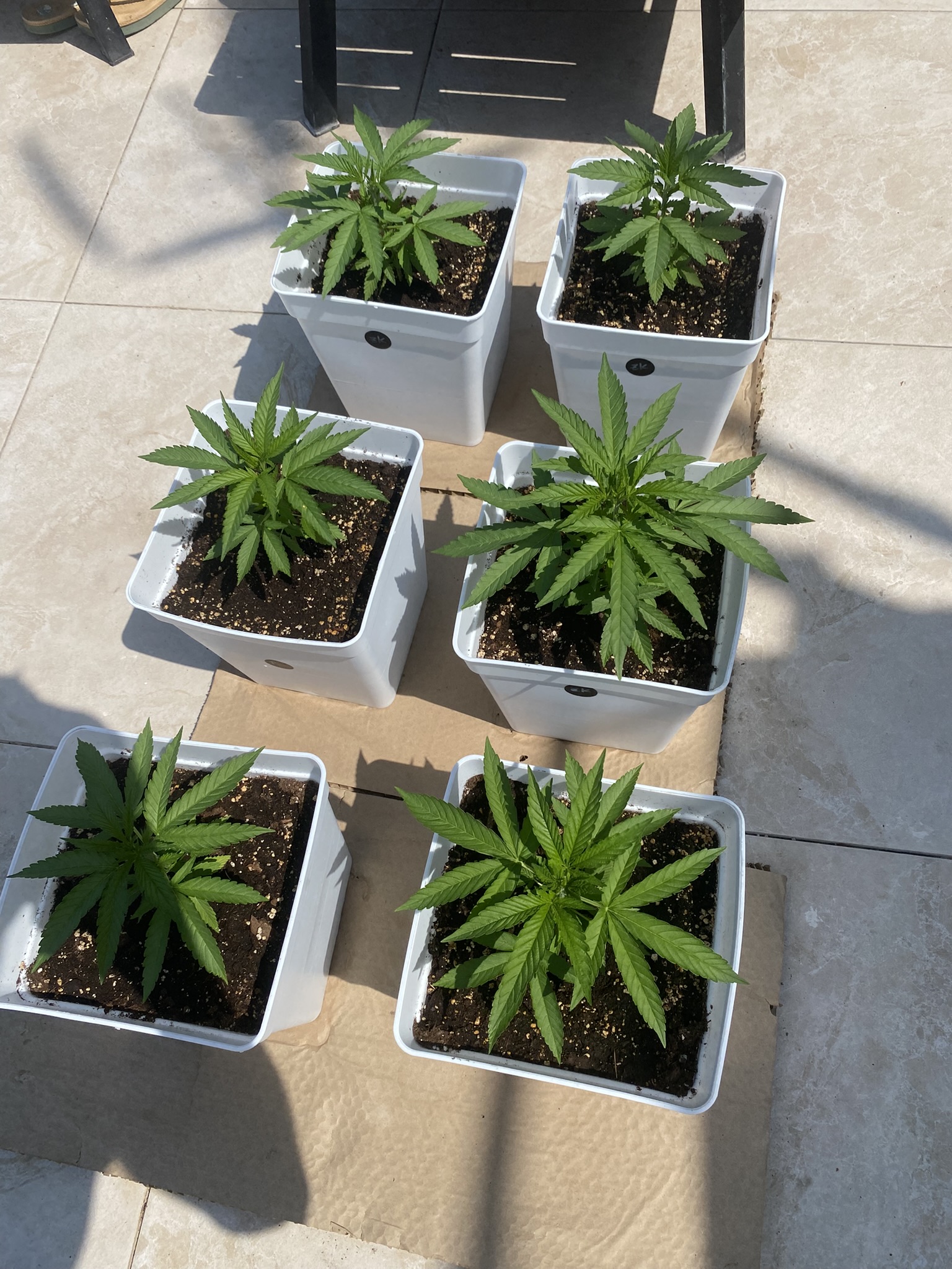 Outdoor Transplant 2