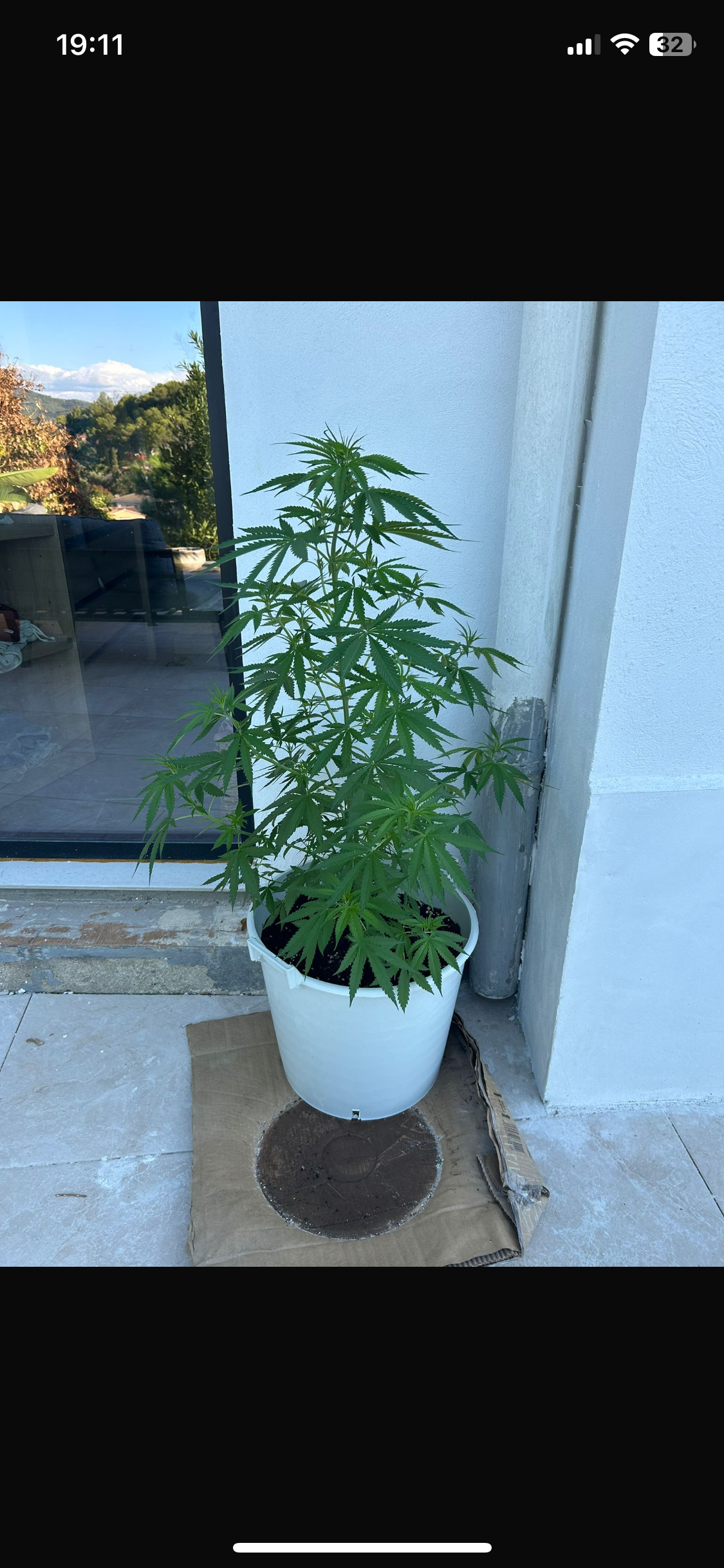Outdoor Transplant 3