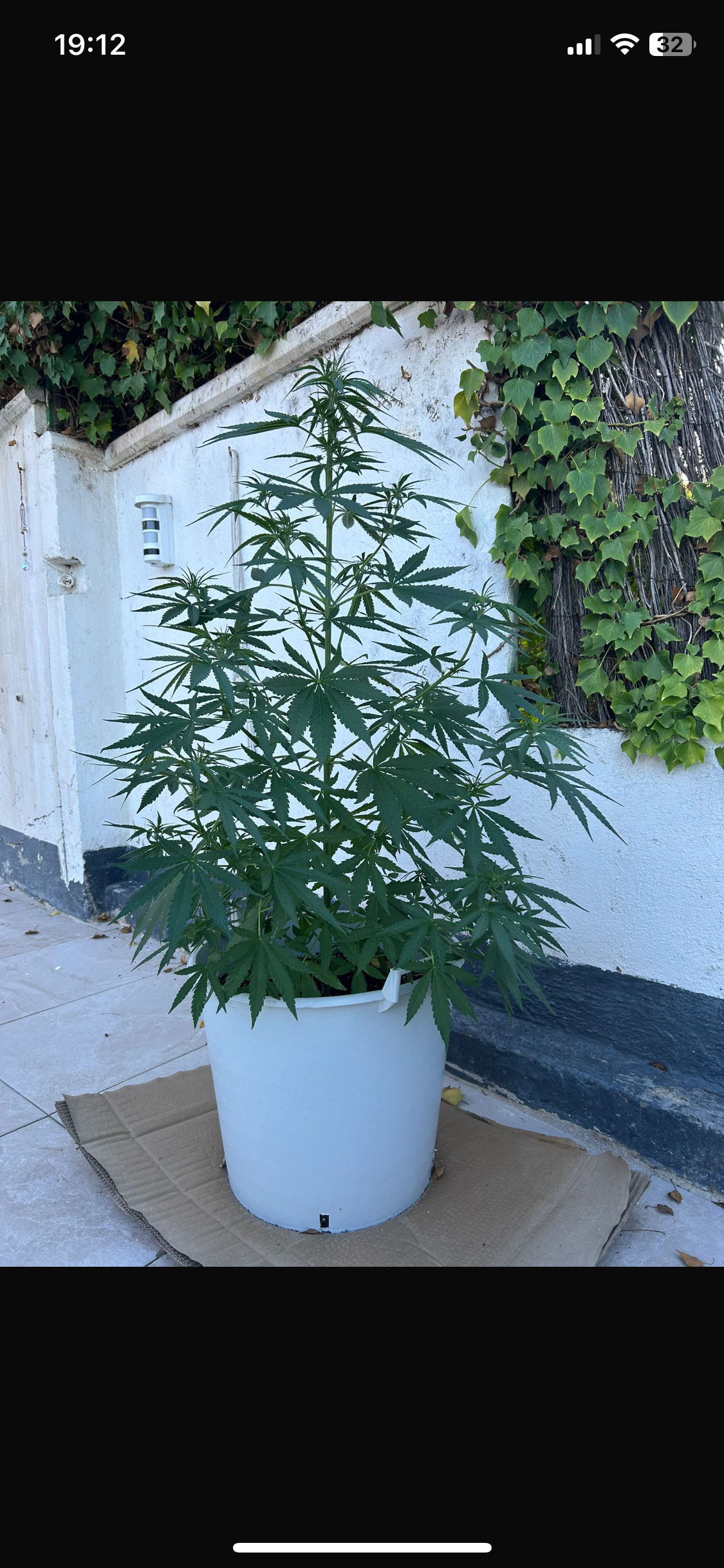 Outdoor Transplant 4