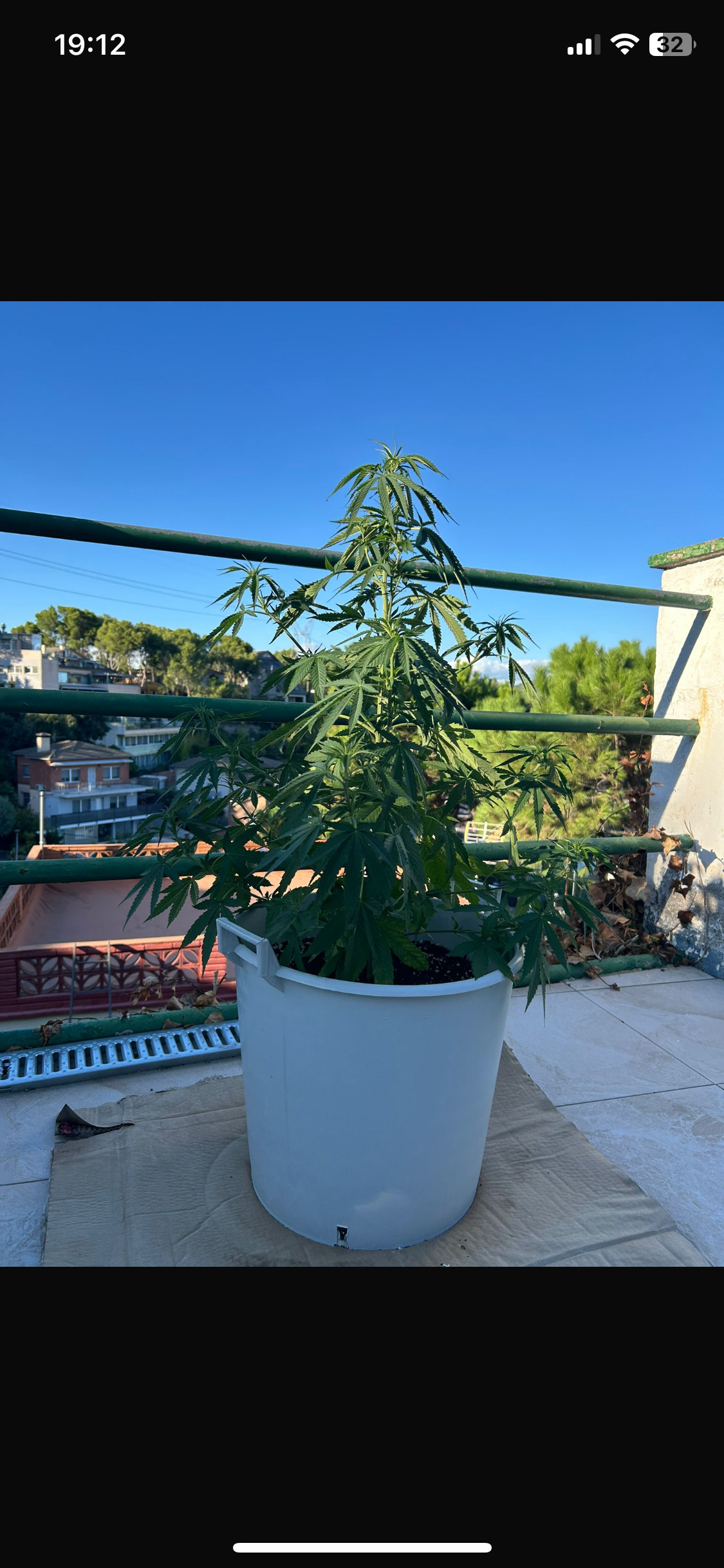 Outdoor Transplant 5